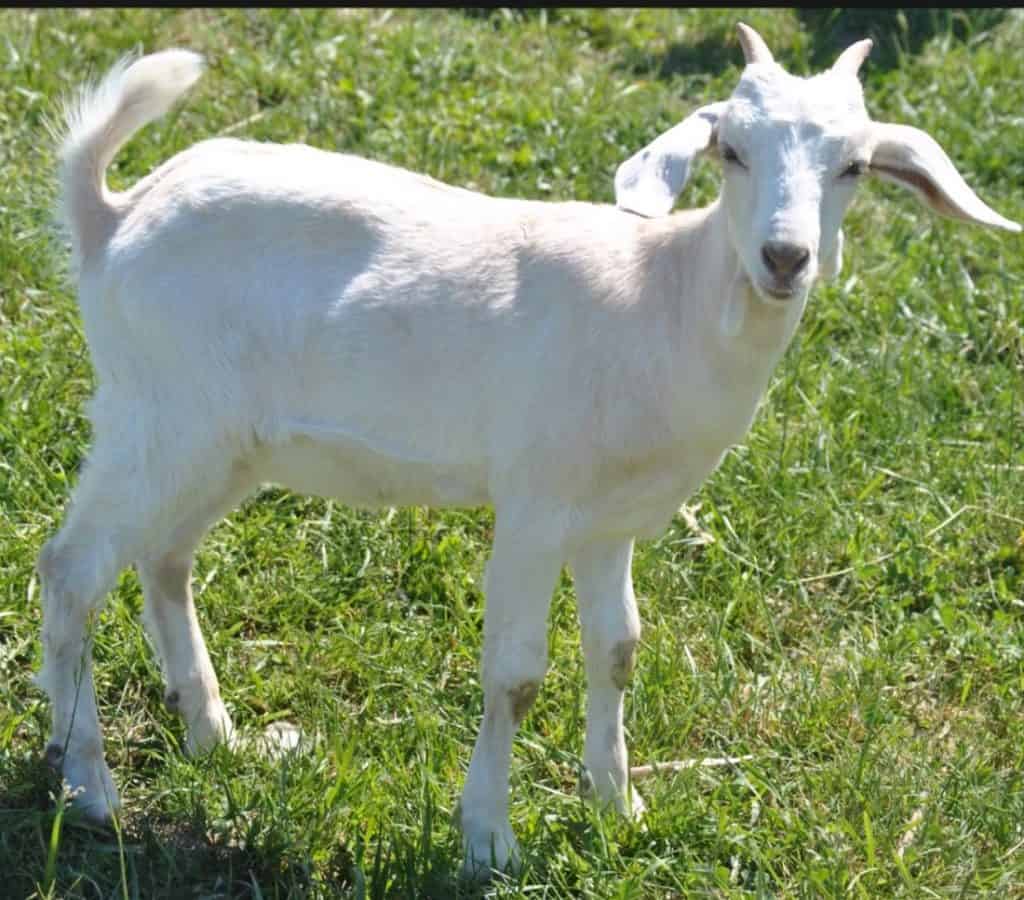 Kiko Goats | Adding a Meat Source to Your Farm - Rural Living Today