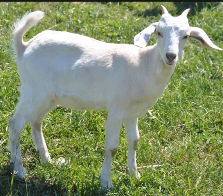 Kiko Goats | Adding a Meat Source to Your Farm - Rural Living Today