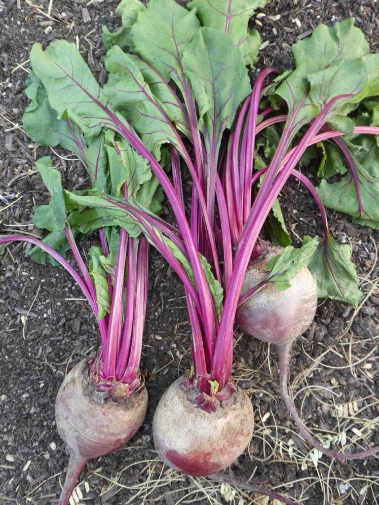 Harvesting beets