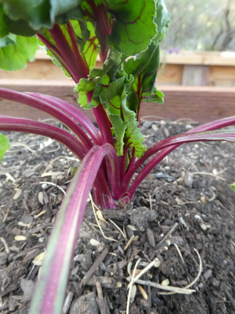 when are beets ready to harvest