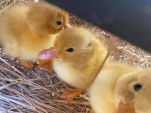 Pekin ducklings