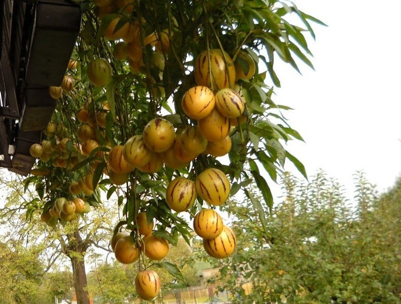 Pepinos hanging from plant