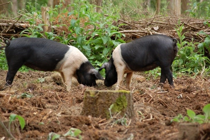 Pigs rooting for underground food