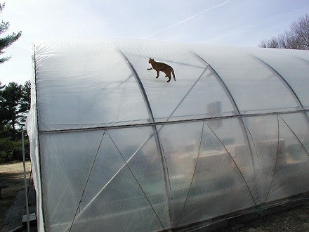 Translucent Greenhouse Cover