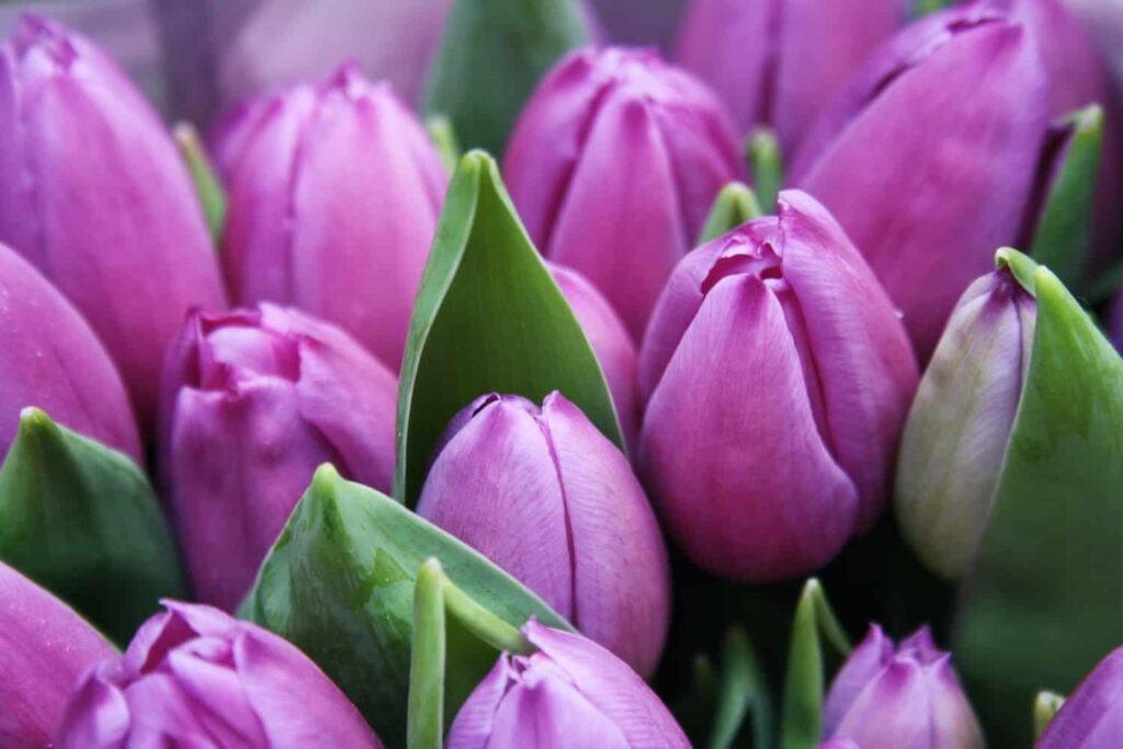 Purple Tulips Guide To Growing Your Own Beautiful Tulips 1102