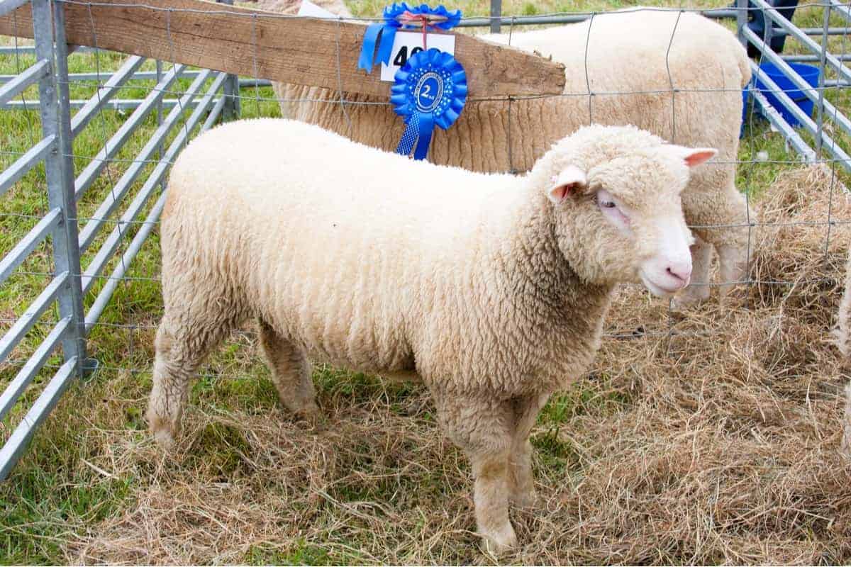 Rambouillet Sheep lamb