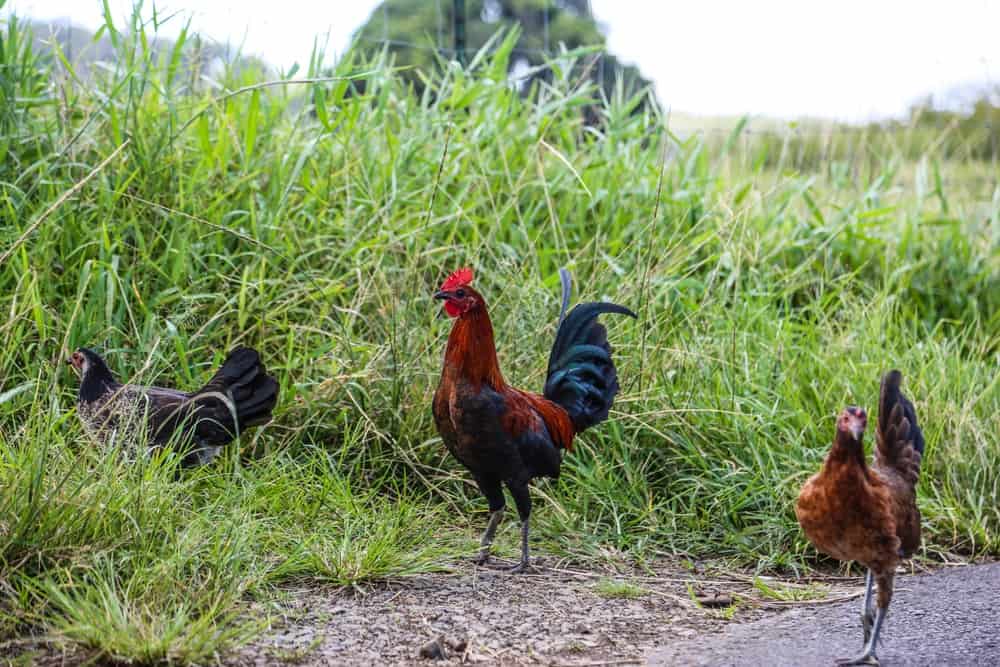 Maui chicken