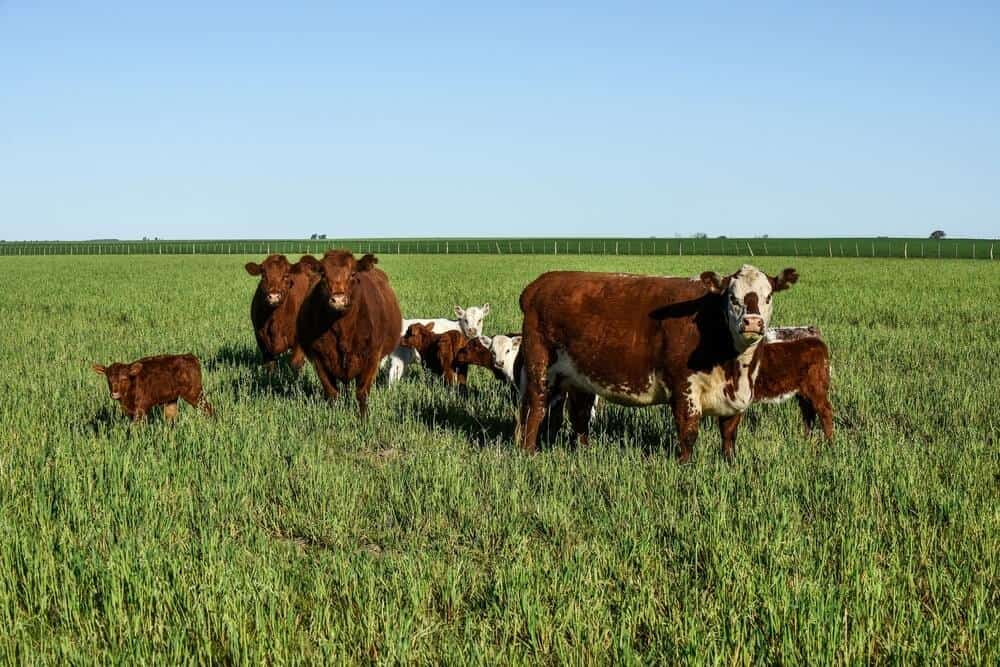 Shorthorn cattle