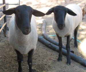 Suffolk sheep clean legged