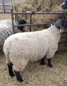 Suffolk sheep in barn