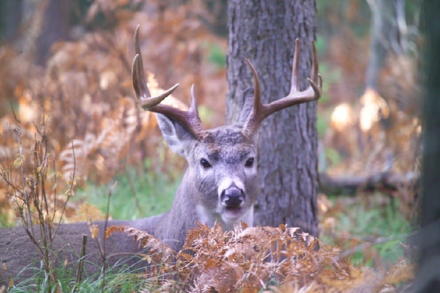 Whitetail deer on woods