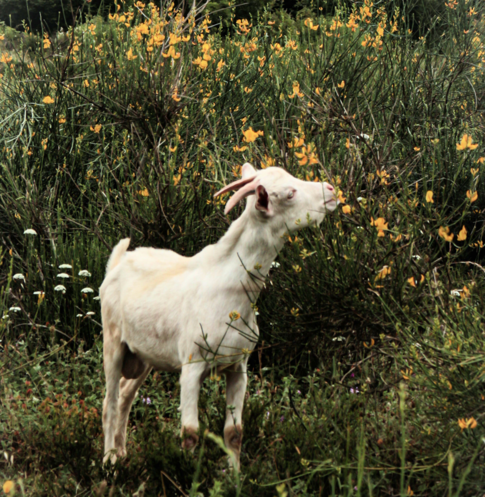 types of goats for land management