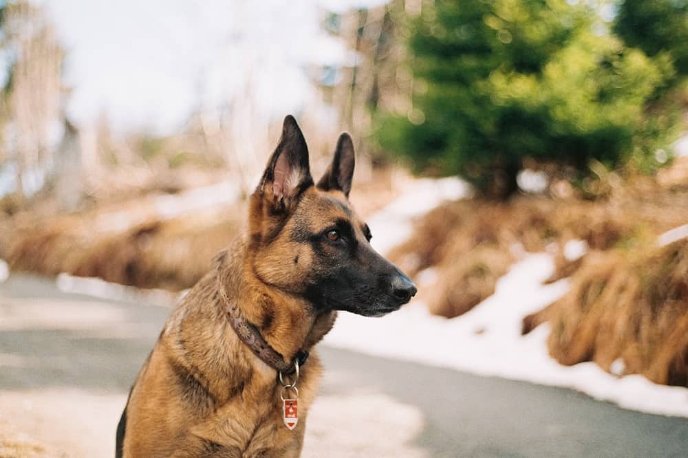 what is the best family guard dog