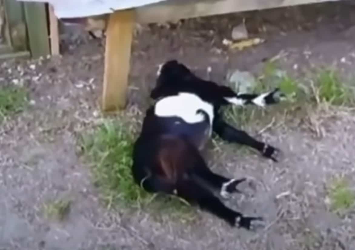 Why do goats faint