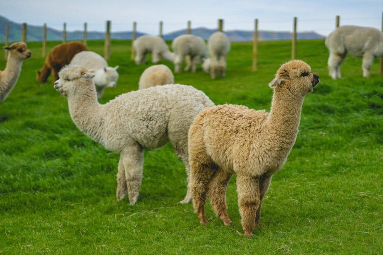 Alpaca vs Llama Which One Is Better to Raise?
