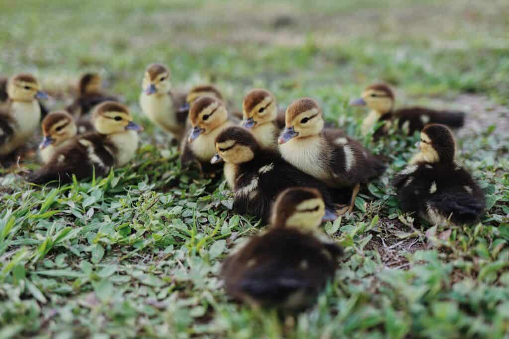 funny duckling names