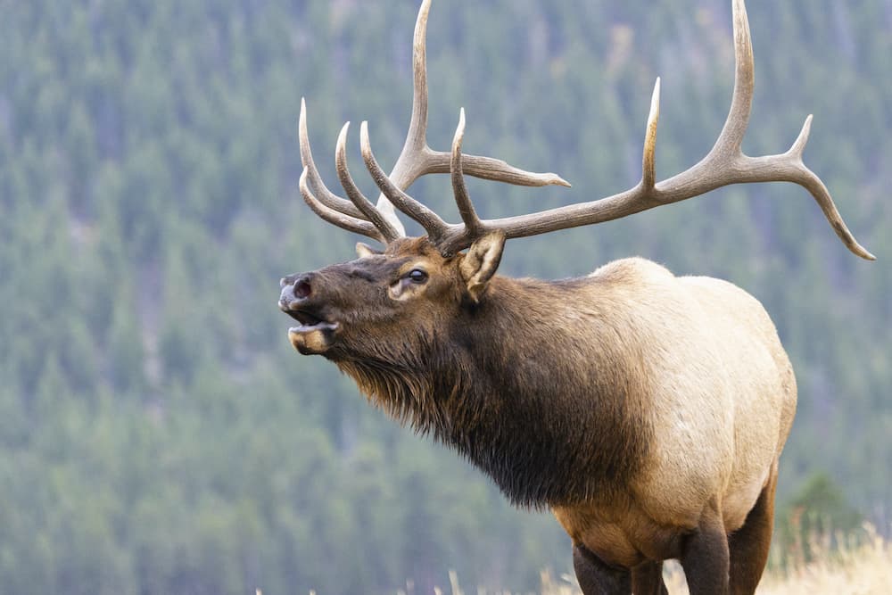 All Animals That Have Horns / The 5 Big Species Of Antelope S In India