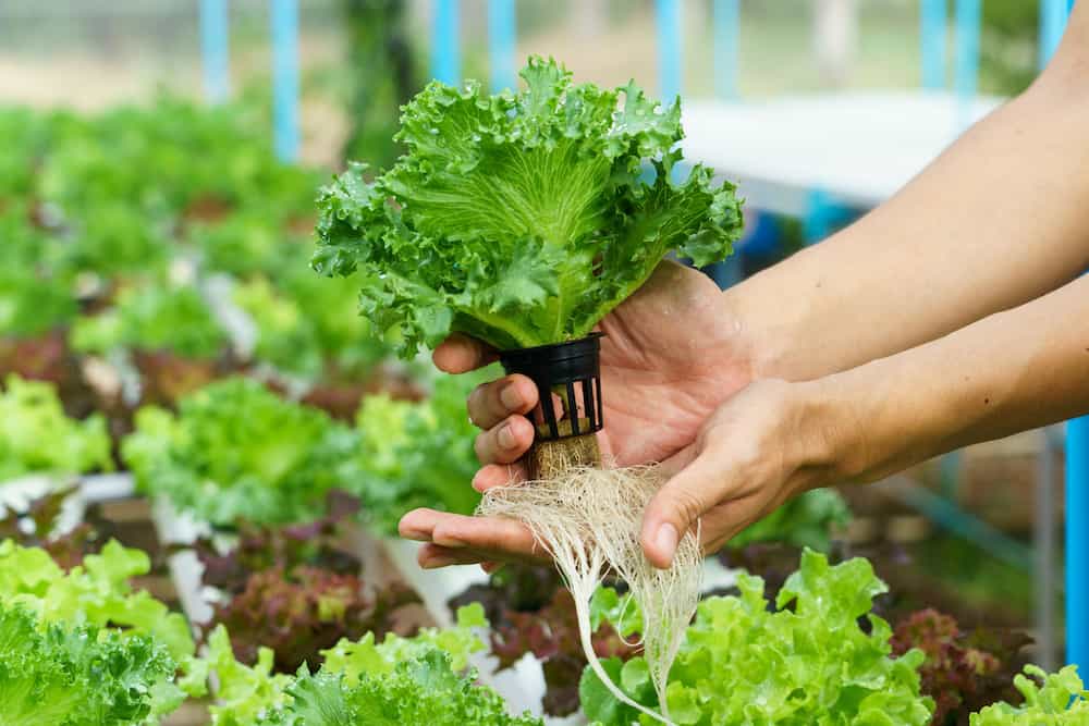 aquaponics vs hydroponics