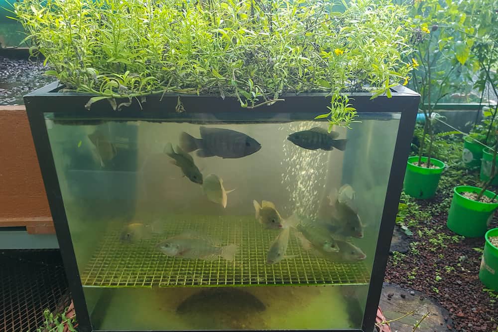 aquaponics vs hydroponics