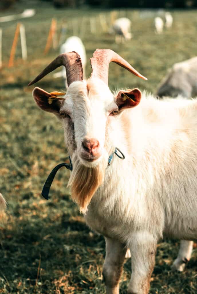 goat with goatee