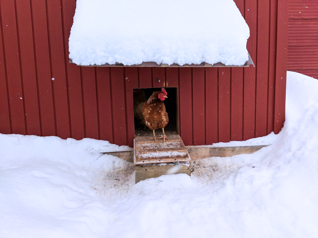 how to keep chickens warm in winter