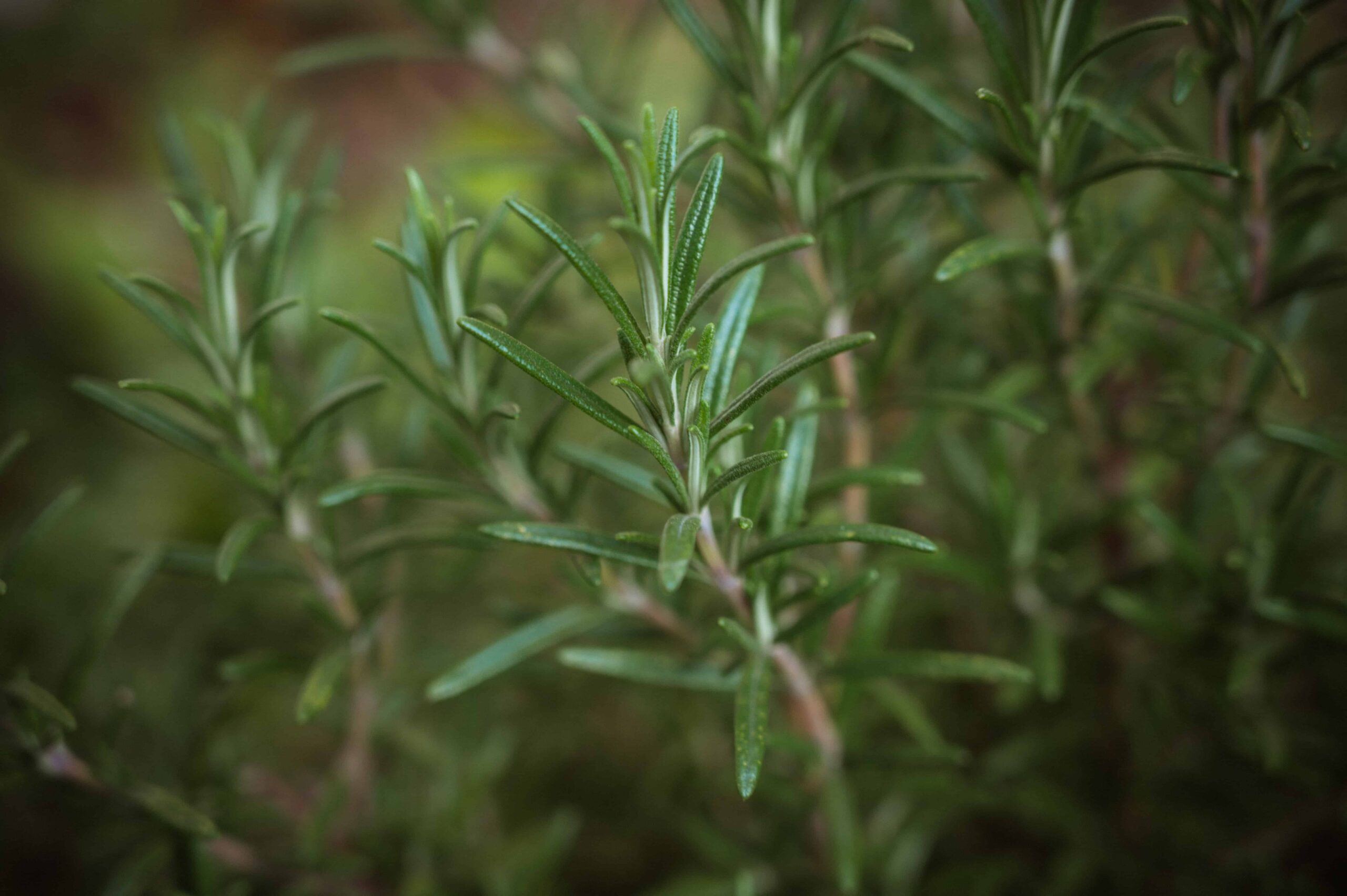 growing rosemary