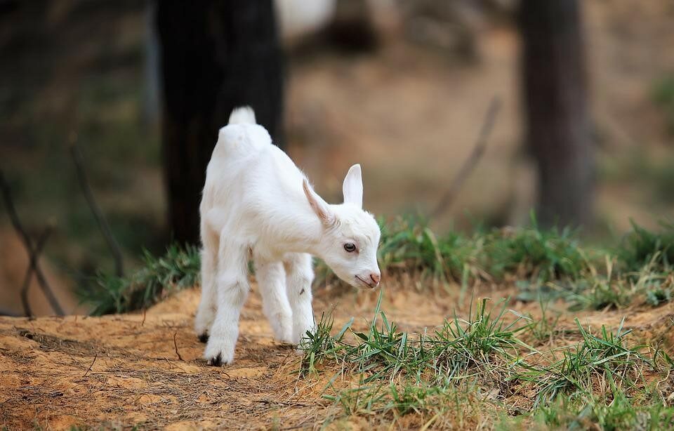 When Can Baby Goats Go Outside
