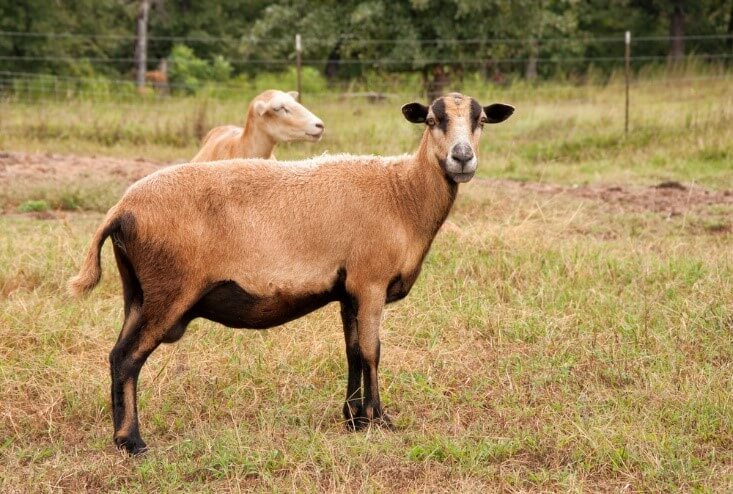 Barbados sheep sheared