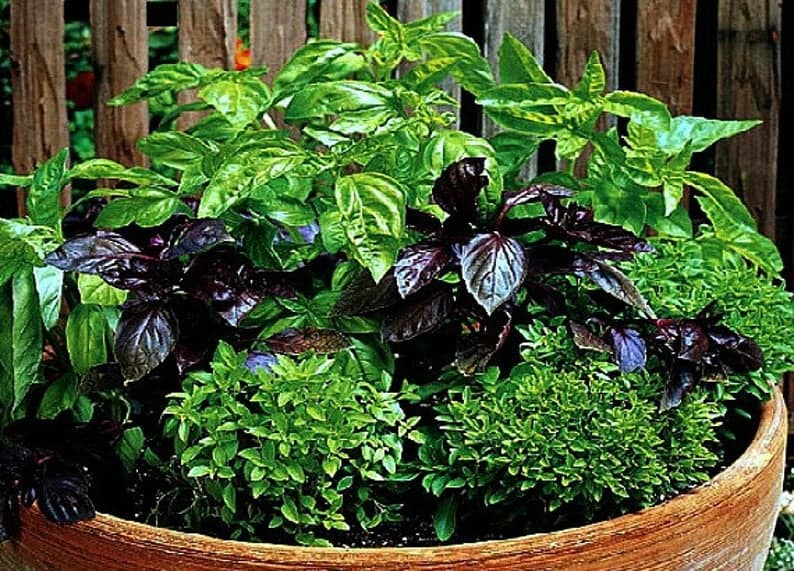 basil varieties