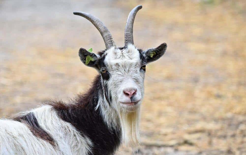 Blue hair girl with goat at a show - wide 5