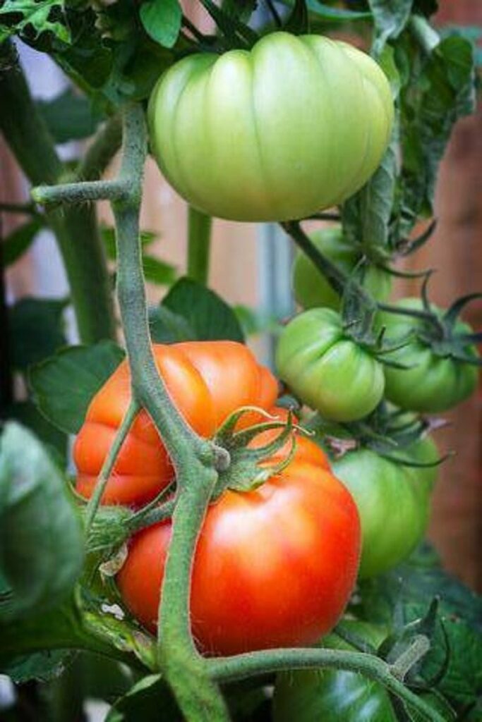 Why Beefsteak Tomatoes Are The Best Variety For Slicing And Dicing