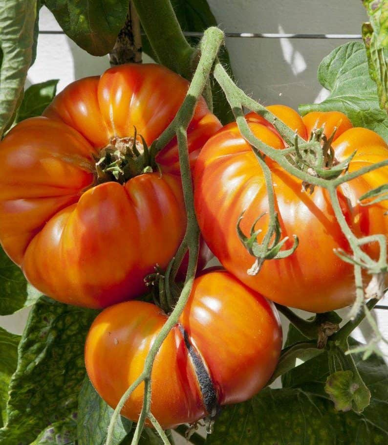 Why Beefsteak Tomatoes Are The Best Variety For Slicing And Dicing