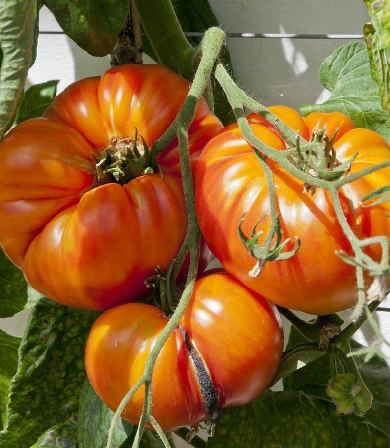 growing beefsteak tomatoes