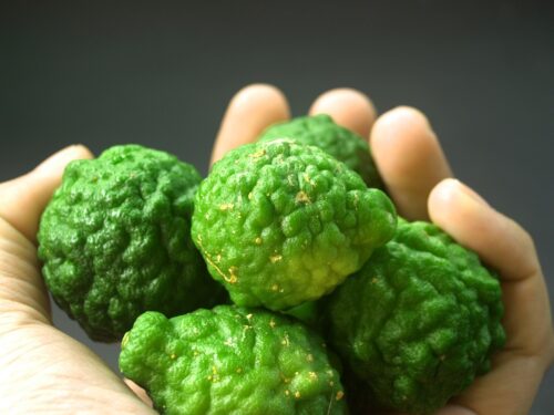 Kaffir Lime ~ Grow Your Own for Leaves and Fruit - Rural Living Today