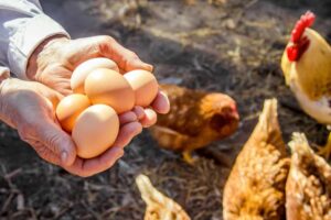 chicken breeds for eggs
