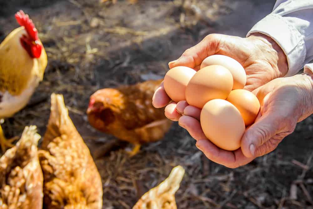 egg production heritage chicken breeds