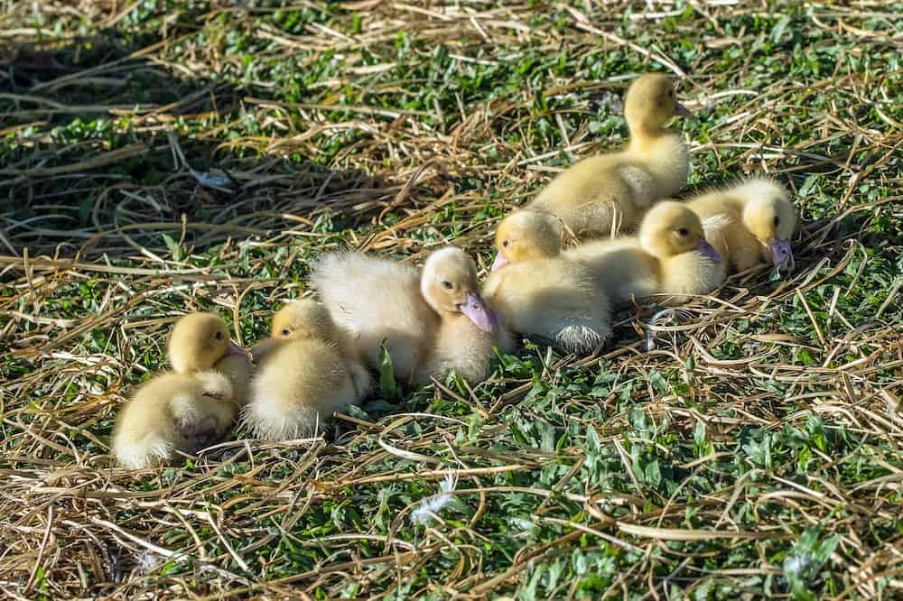 best farm animals ducks