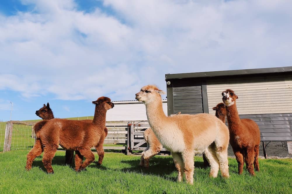 Best Farm Animals: How to Populate a Healthy Farm | Rural Living Today