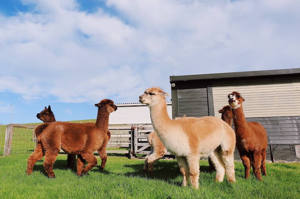 best farm animals Alpacas