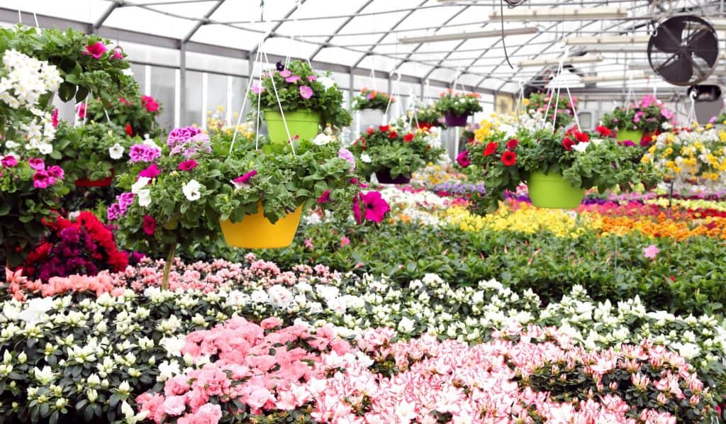 Greenhouse plants thriving in a commercial greenhouse