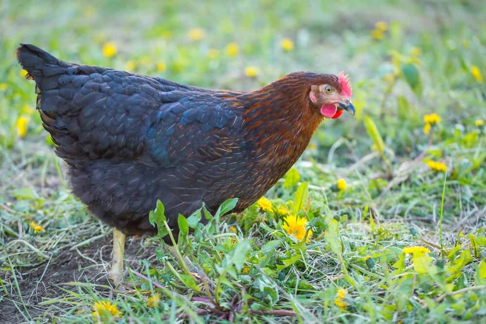 i migliori polli da carne