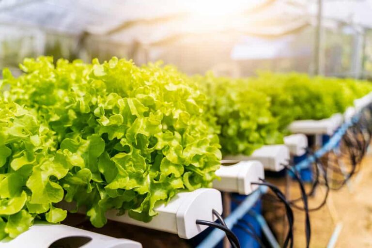 growing herbs in hydroponics