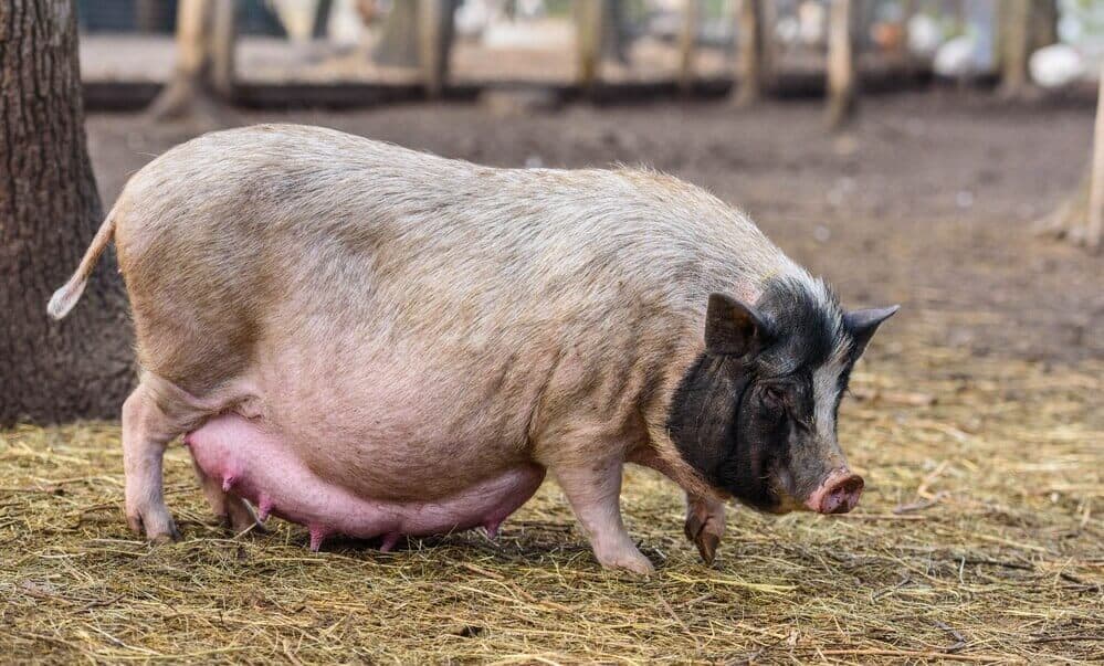 How Long Are Pigs Pregnant And What To Know 2022 Rural Living Today