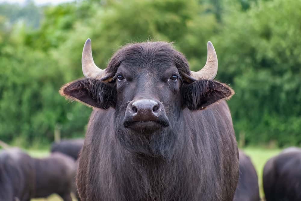 bison vs buffalo