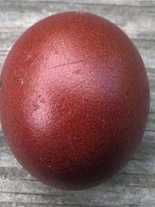 reddish brown maran egg