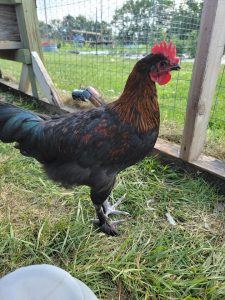 black copper maran rooster