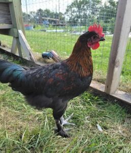 black copper maran rooster