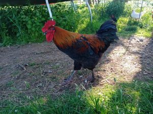French black copper maran rooster