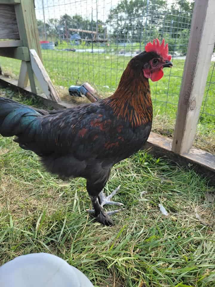 Black Copper Marans - Gorgeous Eggs and Chickens 2022 - Rural Living Today