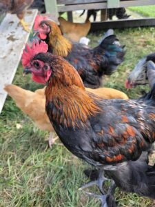 black copper marans